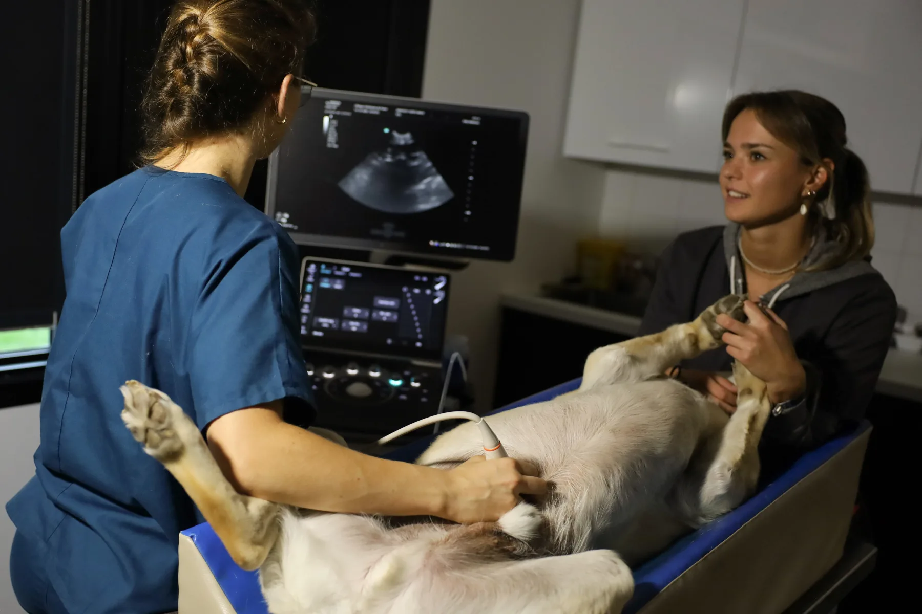 Échographie vétérinaire réalisée sur un chien à la clinique