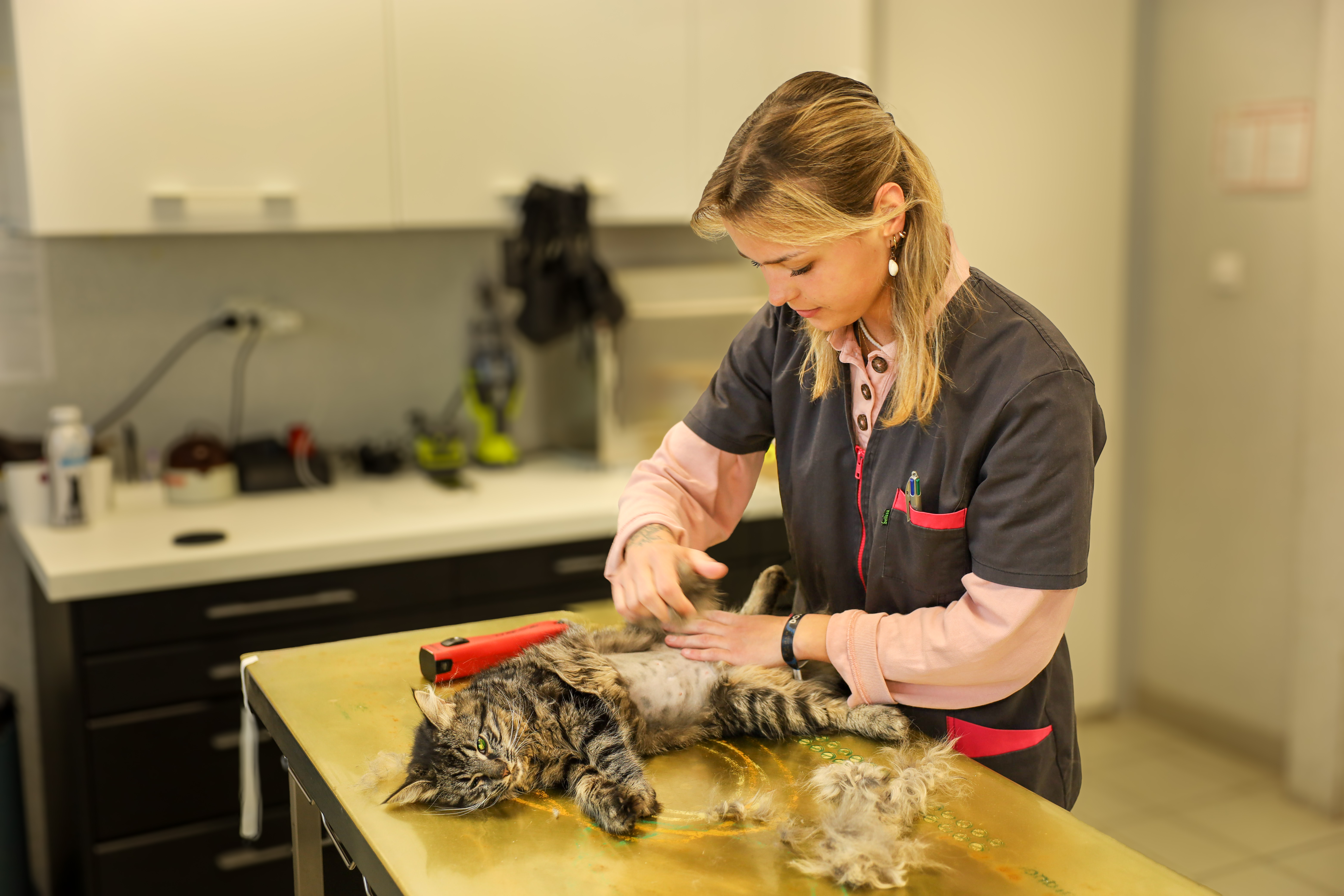 Une soigneuse prend soin d'un chat à la clinique