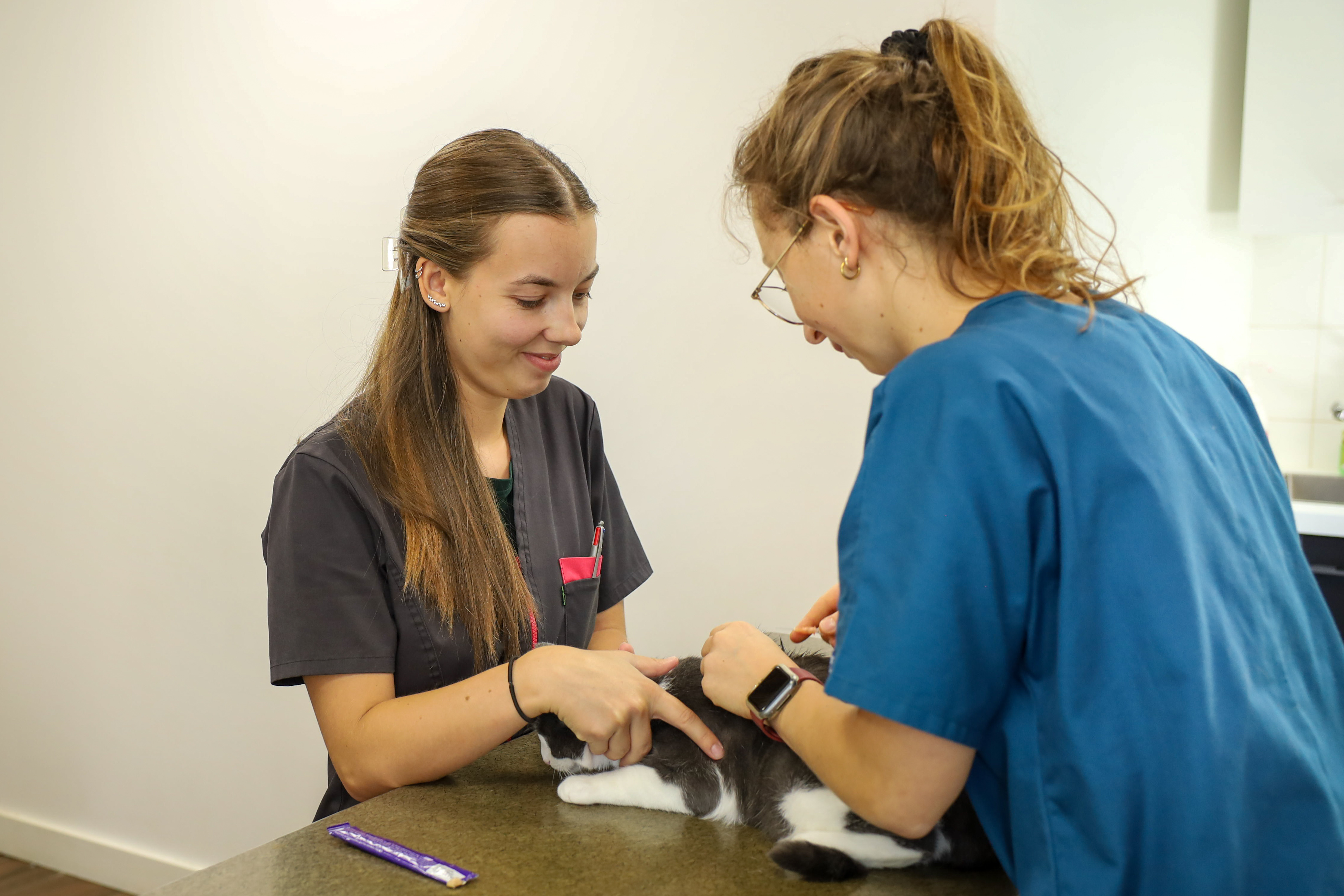 Une vétérinaire prend soin d'un chat en consultation